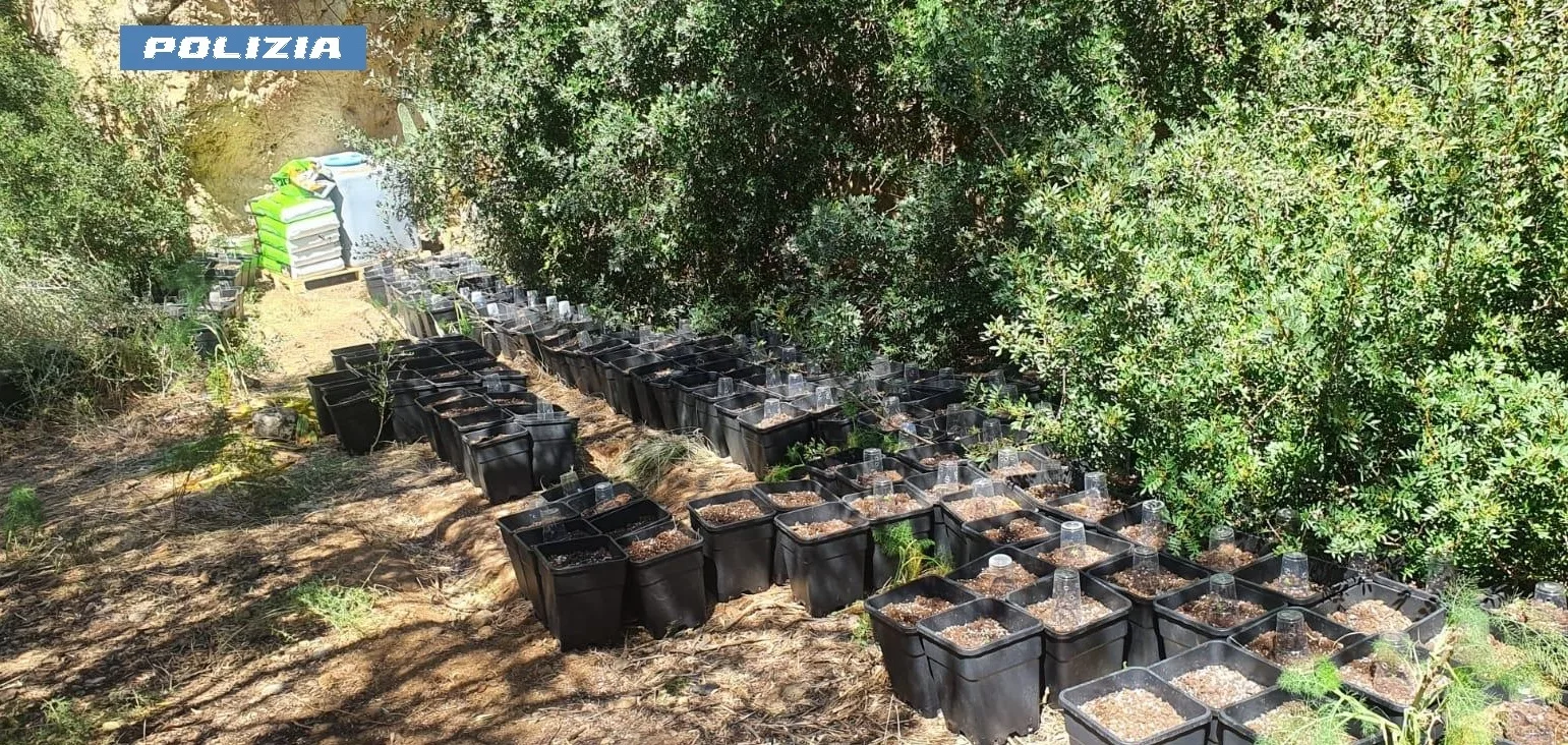 Termini Imerese: individuata una piantagione di marijuana. La Polizia arresta 46enne